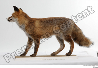 Red fox whole body 0005.jpg